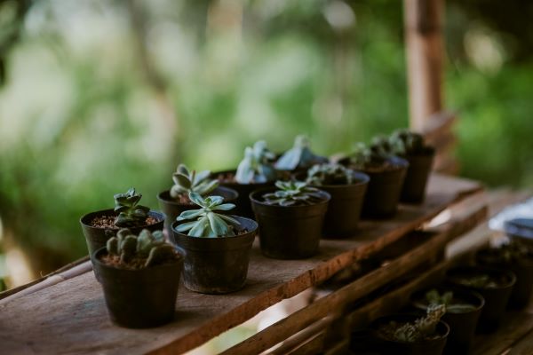 Mini Plant Pots (4pcs)